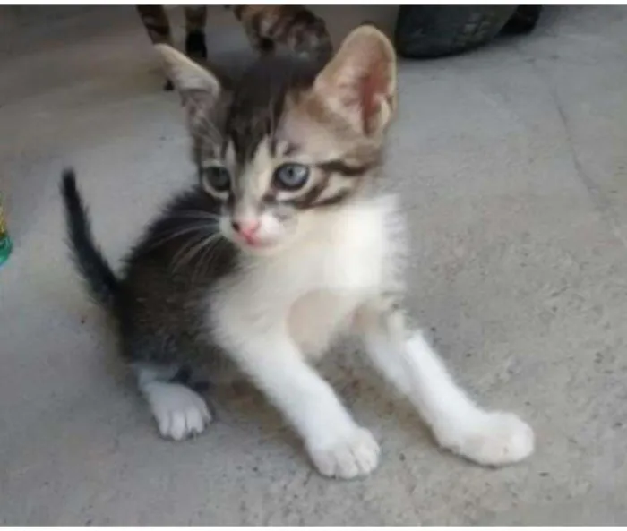 Gato raça SRD idade Abaixo de 2 meses nome Jackinho