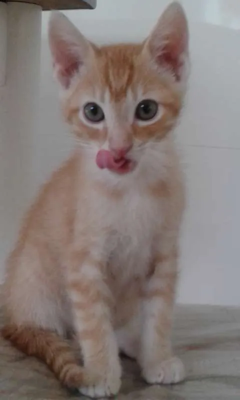 Gato ra a SRD idade 2 a 6 meses nome GUSTAVINHO