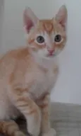 GUSTAVINHO