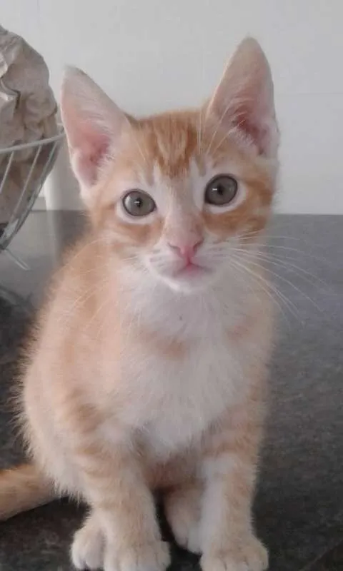 Gato ra a SRD idade 2 a 6 meses nome GUSTAVINHO