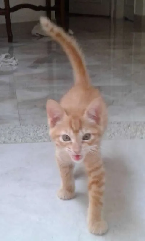 Gato ra a SRD idade 2 a 6 meses nome GUSTAVINHO