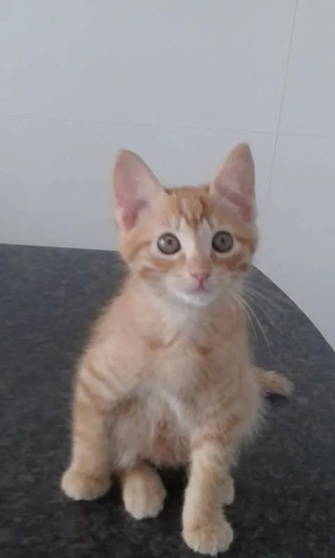 Gato ra a SRD idade 2 a 6 meses nome GUSTAVINHO