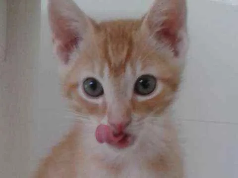 Gato ra a SRD idade 2 a 6 meses nome GUSTAVINHO