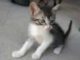Jackinho