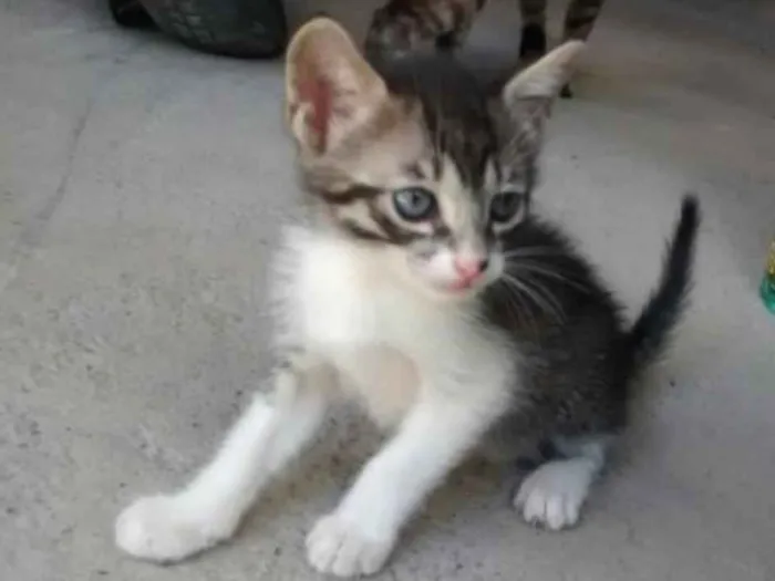 Gato raça SRD idade Abaixo de 2 meses nome Jackinho