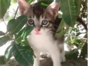 Gato raça SRD idade Abaixo de 2 meses nome Jackinho