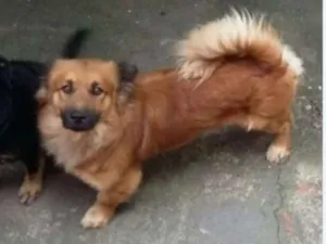Cachorro raça Chow-Chow e Indefinida idade 2 anos nome Pelota e Vilma
