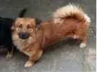 Cachorro raça Chow-Chow e Indefinida idade 2 anos nome Pelota e Vilma
