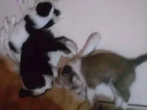 Cachorro raça Sem raça definida idade 2 a 6 meses nome Filhotes