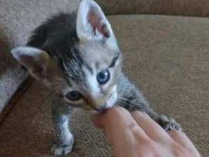 Gato raça  idade 2 a 6 meses nome Filhote