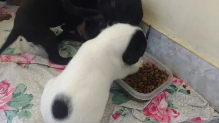 Cachorro raça SRD idade Abaixo de 2 meses nome Sem Nome