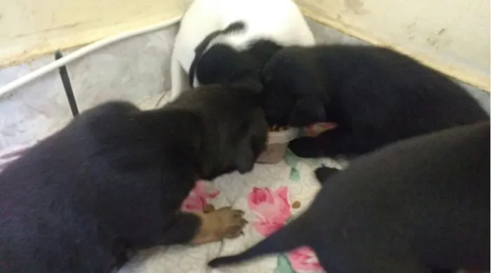 Cachorro raça SRD idade Abaixo de 2 meses nome Sem Nome