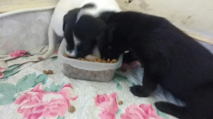 Cachorro raça SRD idade Abaixo de 2 meses nome Sem Nome