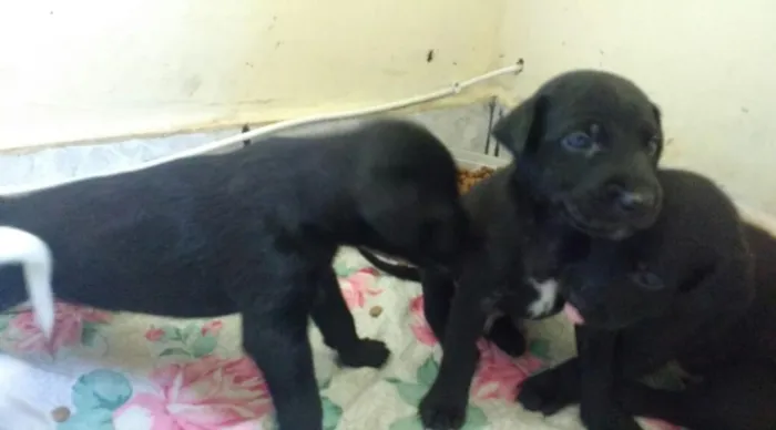 Cachorro raça SRD idade Abaixo de 2 meses nome Sem Nome