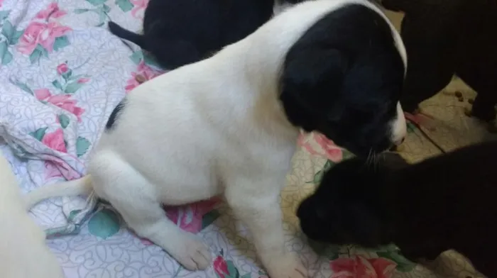 Cachorro raça SRD idade Abaixo de 2 meses nome Sem Nome