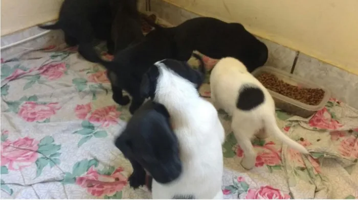 Cachorro raça SRD idade Abaixo de 2 meses nome Sem Nome