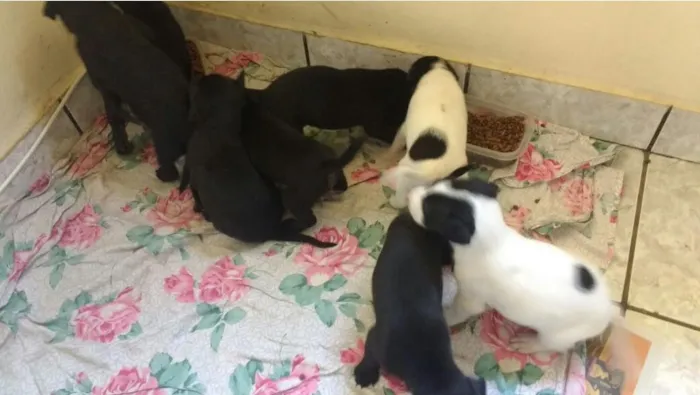 Cachorro raça SRD idade Abaixo de 2 meses nome Sem Nome