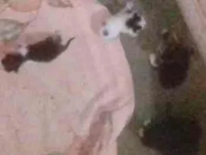 Gato raça Normal idade 2 a 6 meses nome N tenho nome ainda