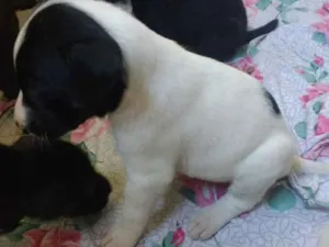 Cachorro raça SRD idade Abaixo de 2 meses nome Sem Nome