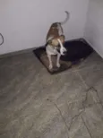 Bolt
