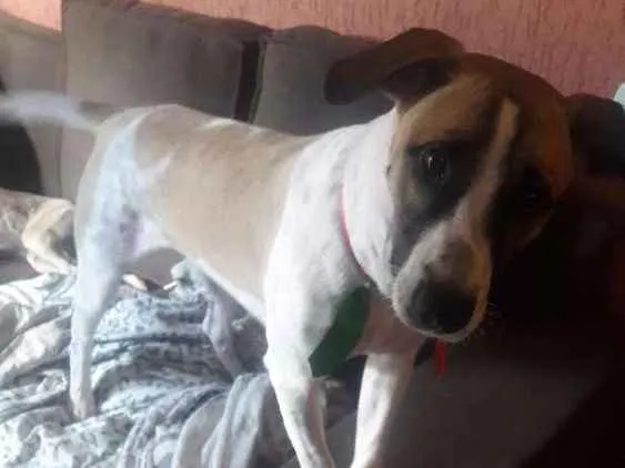 Cachorro raça Indefinida idade 7 a 11 meses nome Bolt
