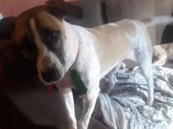 Cachorro raça Indefinida idade 7 a 11 meses nome Bolt