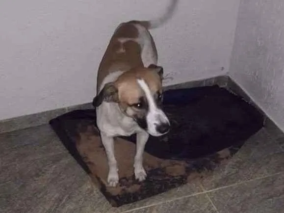 Cachorro raça Indefinida idade 7 a 11 meses nome Bolt