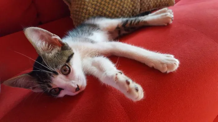 Gato ra a Srd idade 2 a 6 meses nome Sem nome