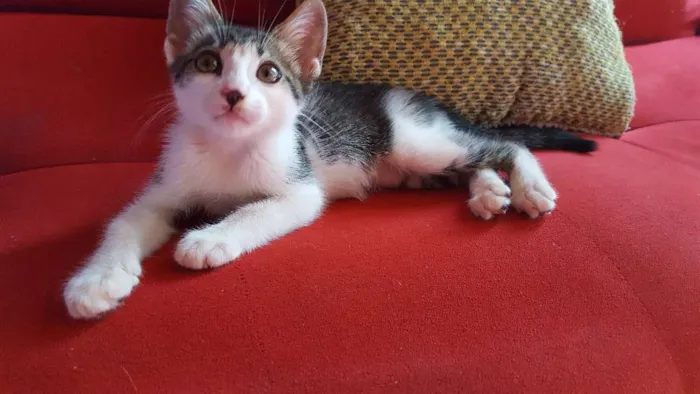Gato ra a Srd idade 2 a 6 meses nome Sem nome