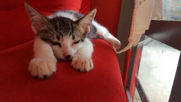 Gato ra a Srd idade 2 a 6 meses nome Sem nome
