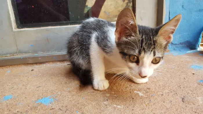 Gato ra a Srd idade 2 a 6 meses nome Sem nome