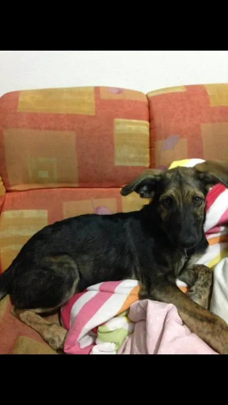 Cachorro ra a Pastor alemão + vira lata idade 7 a 11 meses nome Catuaba