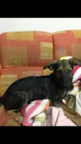 Catuaba