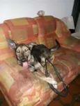 Catuaba