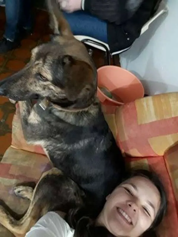 Cachorro ra a Pastor alemão + vira lata idade 7 a 11 meses nome Catuaba