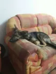 Catuaba