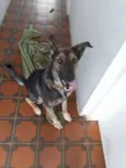 Catuaba