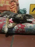 Catuaba