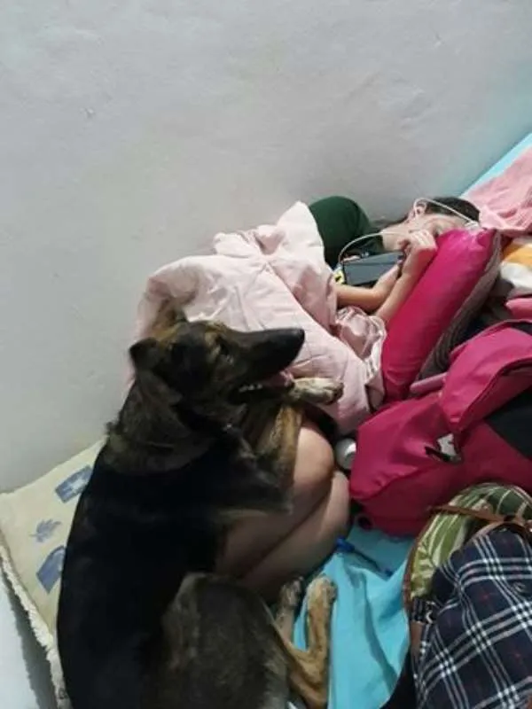 Cachorro ra a Pastor alemão + vira lata idade 7 a 11 meses nome Catuaba