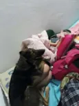 Catuaba