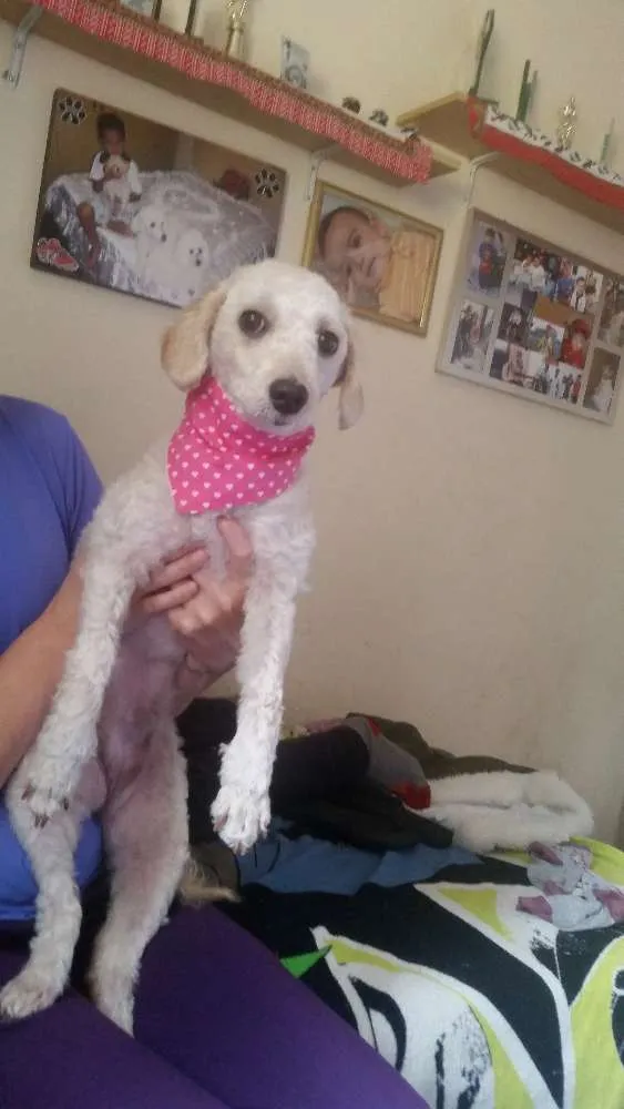 Cachorro ra a Poodle idade 2 anos nome Bella