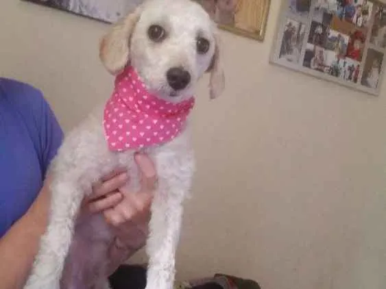 Cachorro ra a Poodle idade 2 anos nome Bella