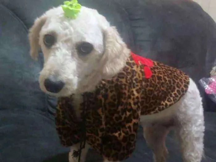 Cachorro ra a Poodle idade 2 anos nome Bella