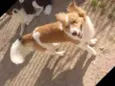 Pepy