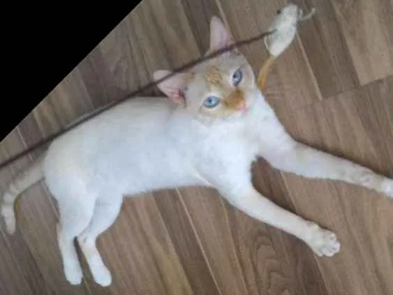 Gato ra a Sem raça definida idade 1 ano nome Não possui nome 