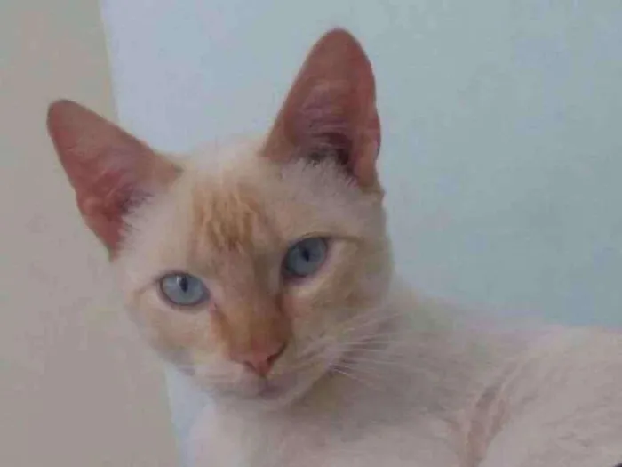 Gato ra a Sem raça definida idade 1 ano nome Não possui nome 