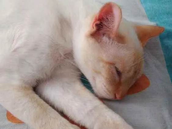 Gato ra a Sem raça definida idade 1 ano nome Não possui nome 