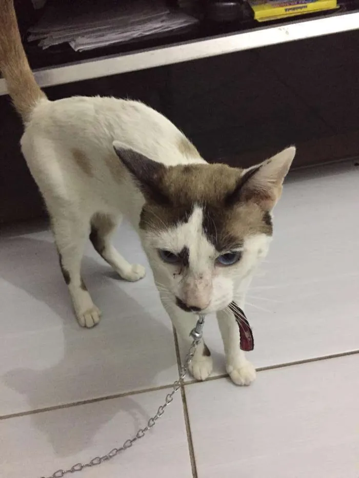 Gato ra a Vira Lata idade 1 ano nome Bento