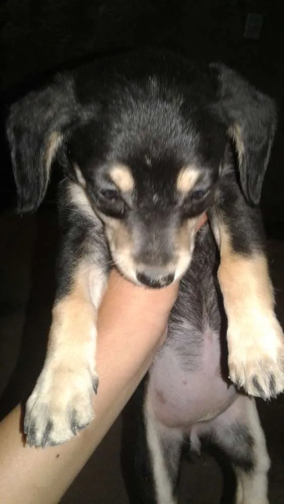 Cachorro ra a SRD idade Abaixo de 2 meses nome Pretinha 