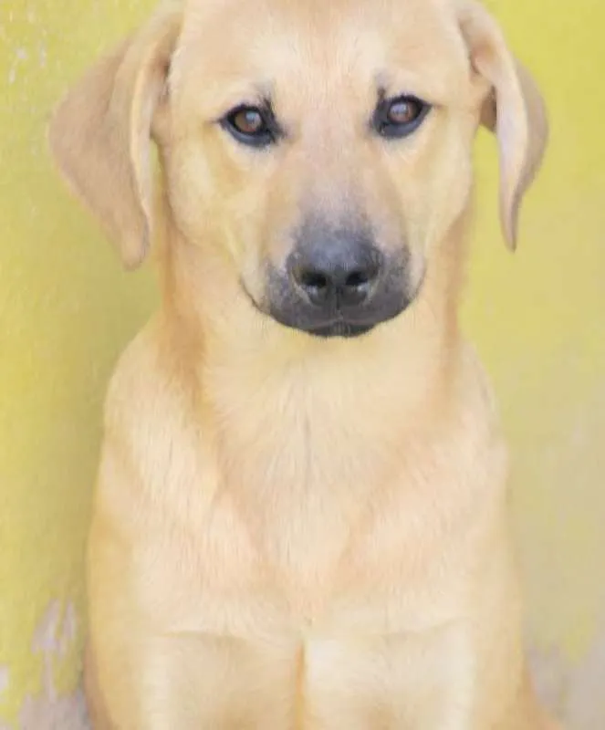 Cachorro ra a  idade 2 a 6 meses nome Bob Filhote